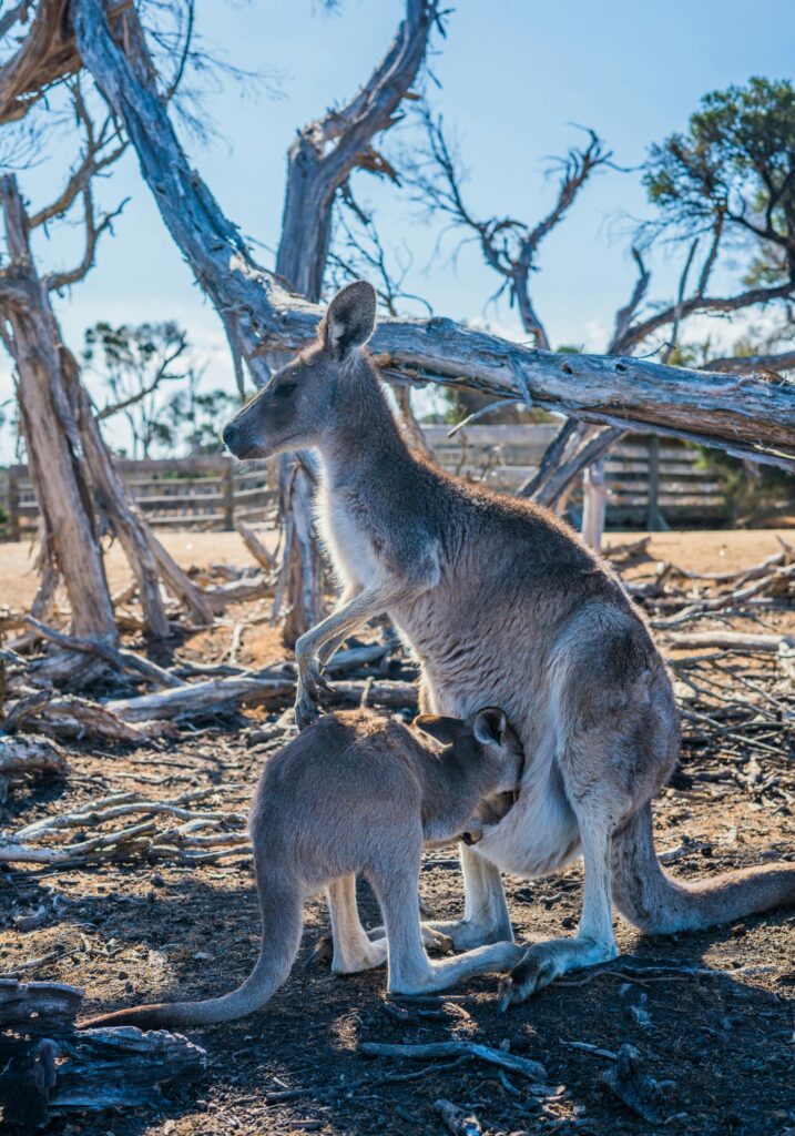 Mother kangaroo with joey in Australian bushland — secondary destination image for Trunk Logistics UK to Australia removals guide