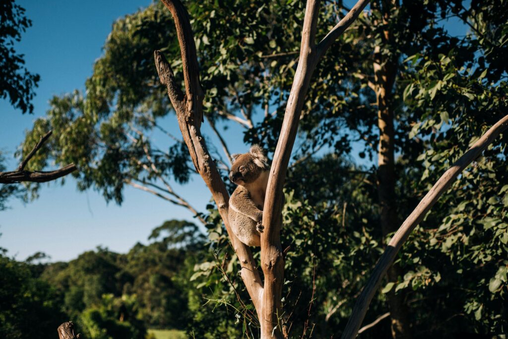 Koala resting in a eucalyptus tree in Australia — destination image for Trunk Logistics UK to Australia international removals guide